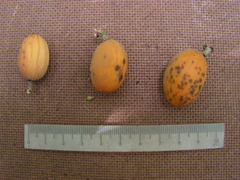 Pradosia lactescens