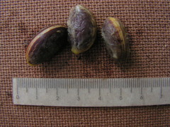 Pradosia lactescens