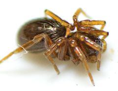Pelicinus