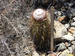 Melocactus harlowii
