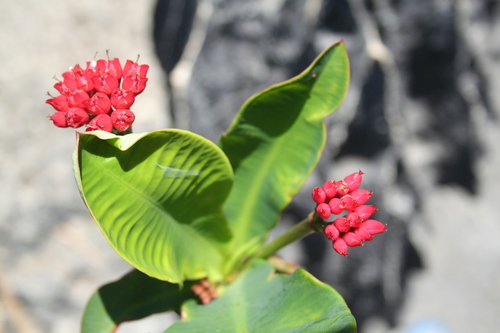 Euphorbia viguieri