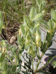 Onosma fastigiata