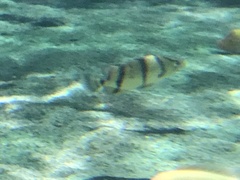 Datnioides undecimradiatus