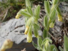 Onosma fastigiata
