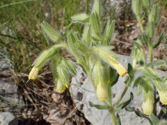 Onosma fastigiata