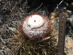 Melocactus harlowii