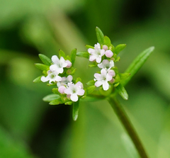 Valerianella dentata