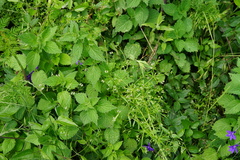 Valerianella dentata