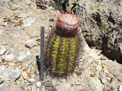 Melocactus harlowii