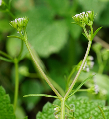 Valerianella dentata