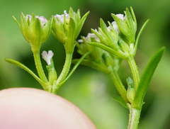 Valerianella dentata
