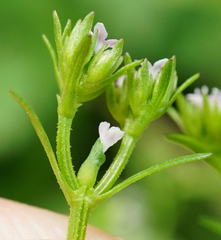 Valerianella dentata