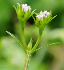 Valerianella dentata