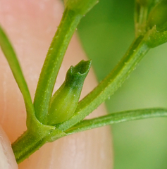 Valerianella dentata