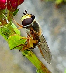 Syrphini