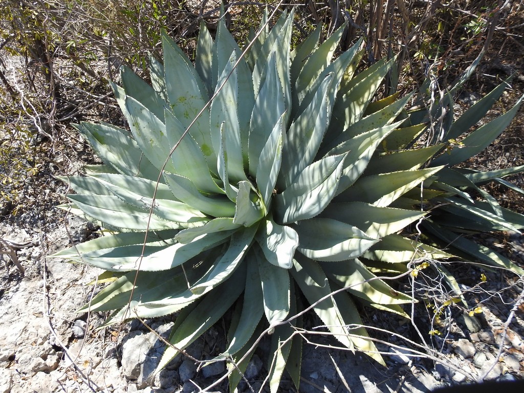 Agave albescens, Imias, Cuba