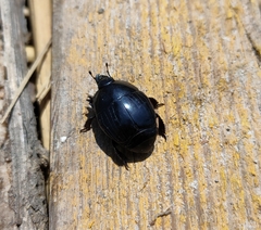 Margarinotus brunneus