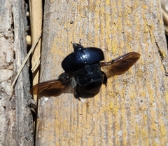 Margarinotus brunneus