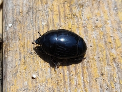 Margarinotus brunneus