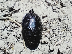 Margarinotus brunneus