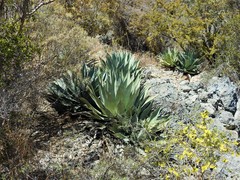 Agave albescens