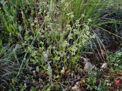 Valerianella eriocarpa