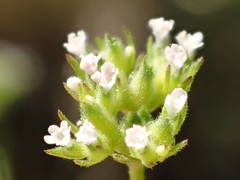 Valerianella eriocarpa