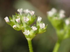 Valerianella eriocarpa