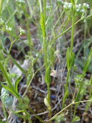Valerianella eriocarpa
