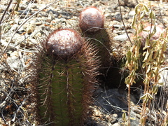 Melocactus harlowii