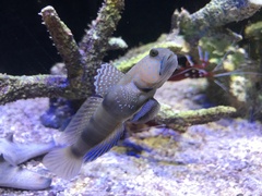 Cryptocentrus caeruleomaculatus