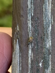 Cimberis pilosa