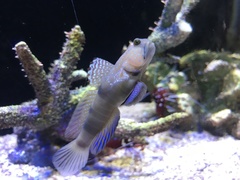 Cryptocentrus caeruleomaculatus