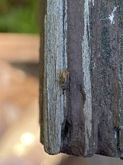 Cimberis pilosa