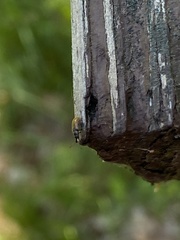 Cimberis pilosa
