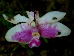 Phalaenopsis modesta