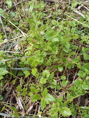 Veronica peduncularis
