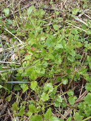 Veronica peduncularis