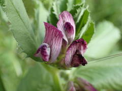 Vicia serratifolia