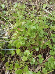 Veronica peduncularis