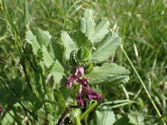 Vicia serratifolia