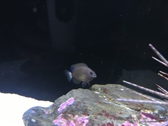 Pomacentrus chrysurus