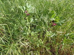 Vicia serratifolia