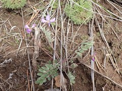 Gueldenstaedtia verna