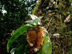 Phalaenopsis modesta