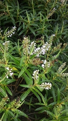 Veronica parviflora