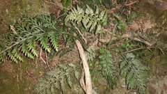 Asplenium appendiculatum