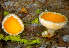 Lachnellula subtilissima