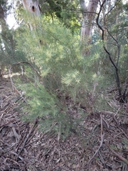 Acacia mucronata