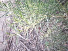 Acacia mucronata